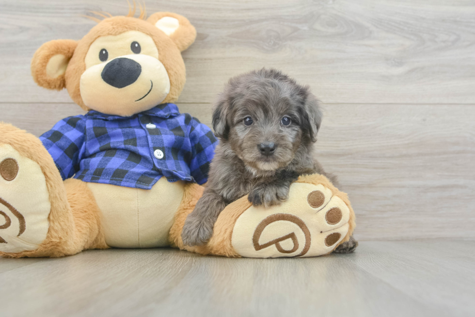 Adorable Golden Retriever Poodle Mix Poodle Mix Puppy