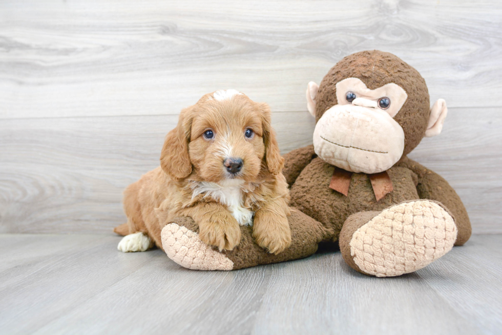 Mini Goldendoodle Pup Being Cute