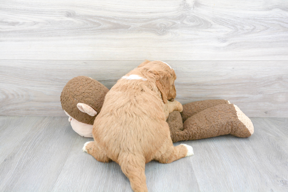 Petite Mini Goldendoodle Poodle Mix Pup
