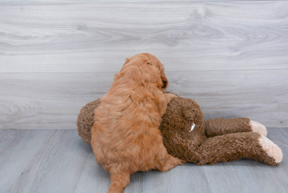 Mini Goldendoodle Pup Being Cute