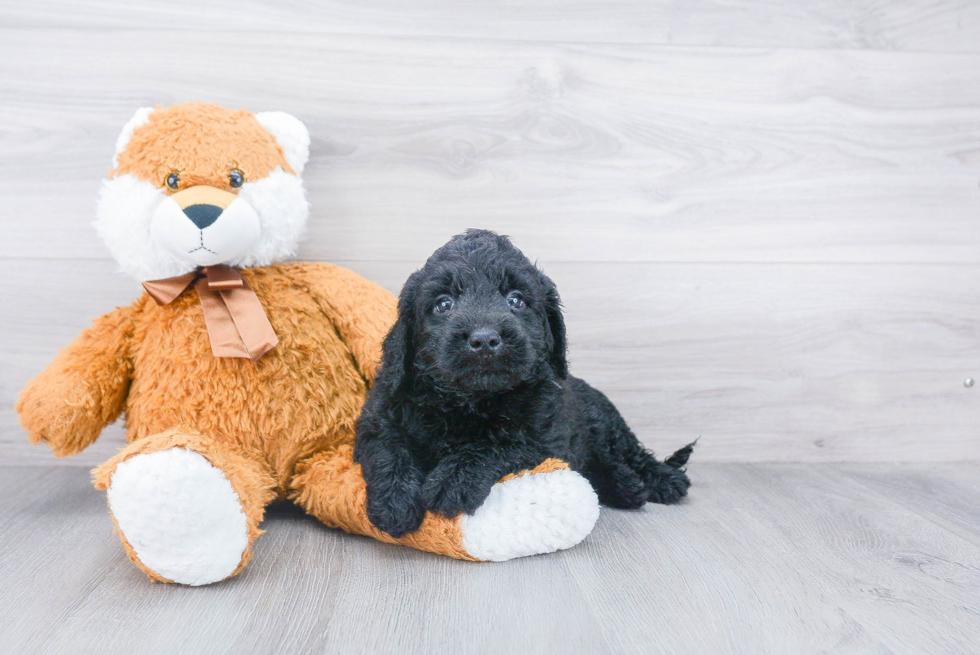Mini Goldendoodle Puppy for Adoption