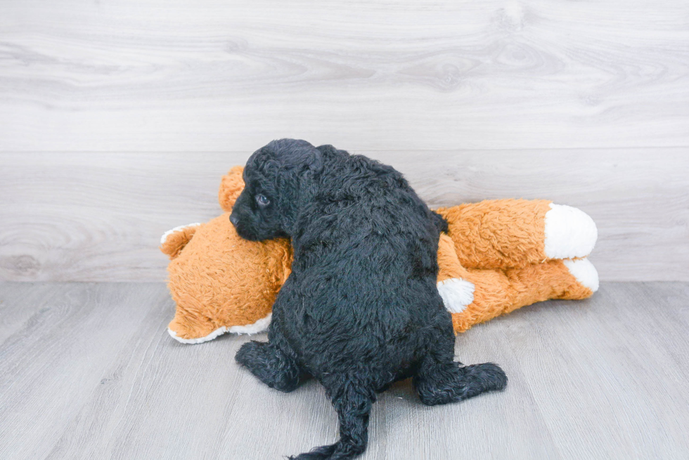 Cute Mini Goldendoodle Baby