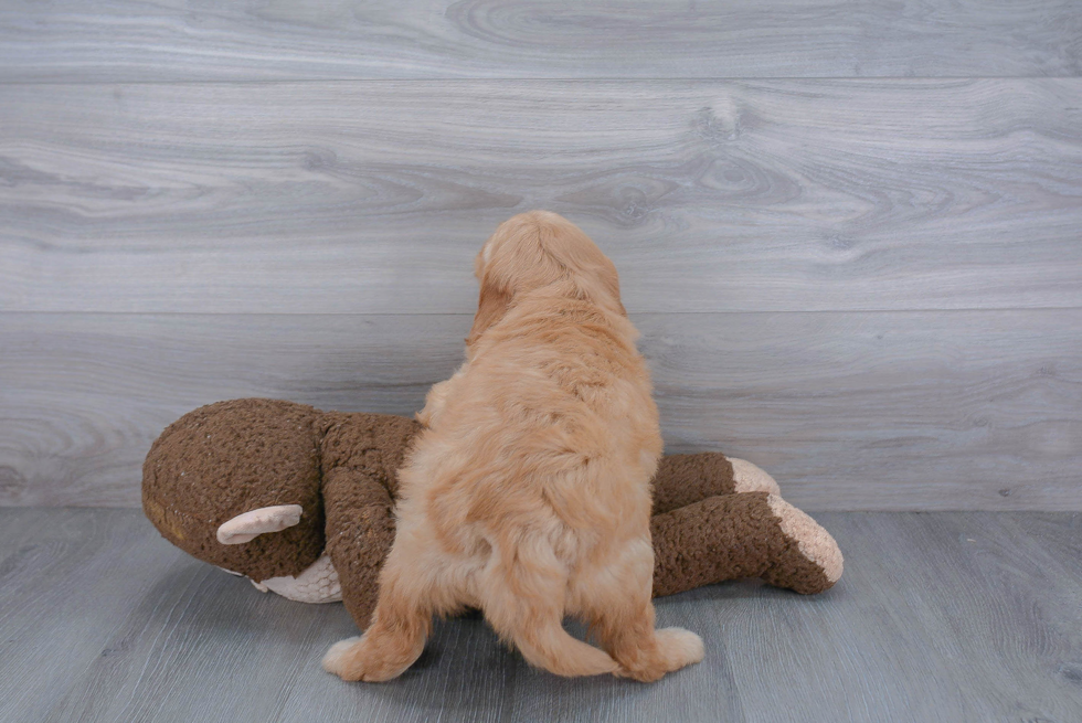 Adorable Golden Retriever Poodle Mix Puppy