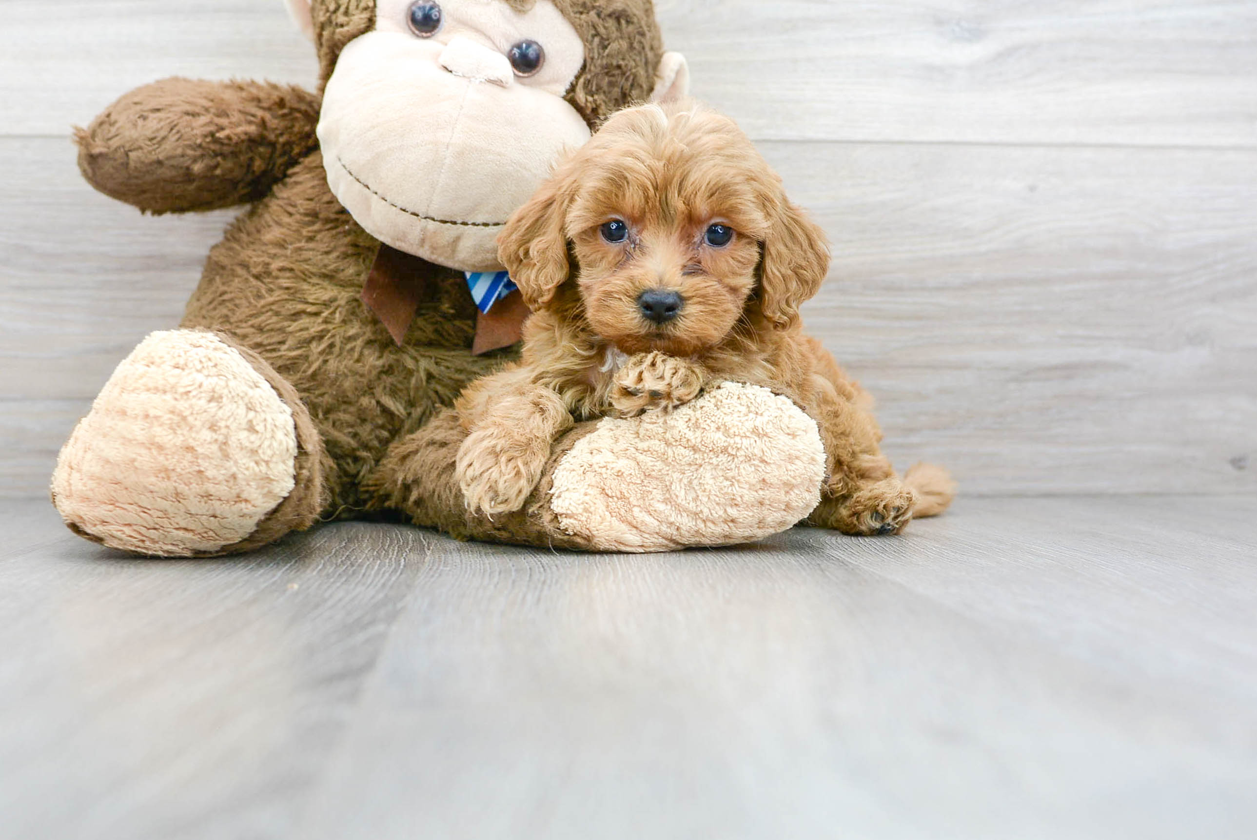 Best Mini Goldendoodle Baby