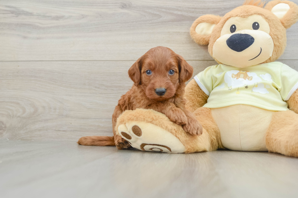 Petite Mini Goldendoodle Poodle Mix Pup