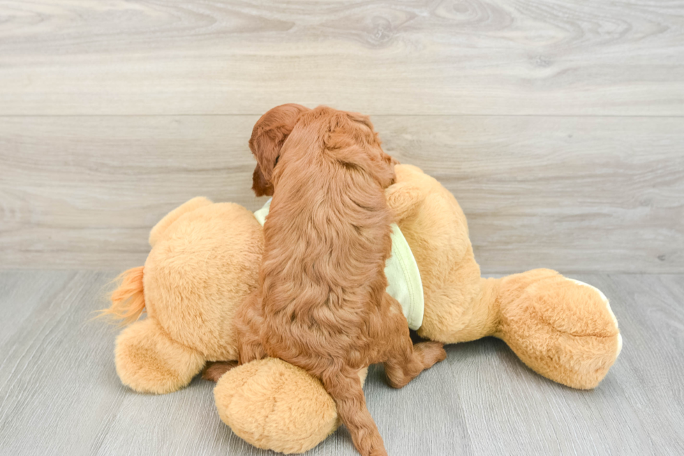 Sweet Mini Goldendoodle Baby