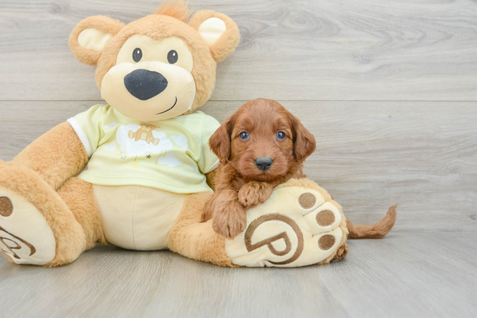 Best Mini Goldendoodle Baby