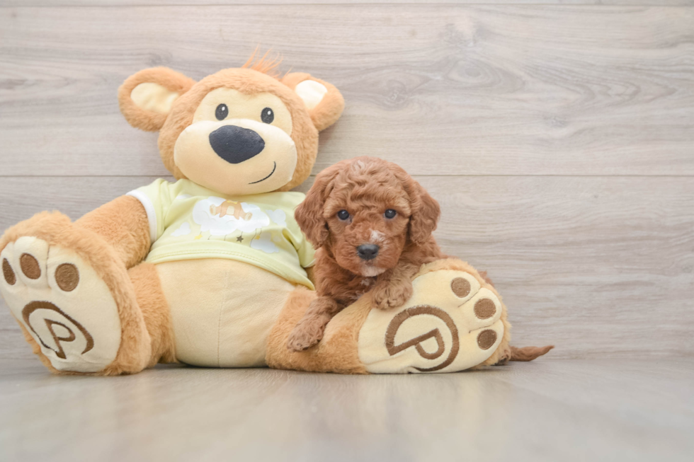 Mini Goldendoodle Puppy for Adoption