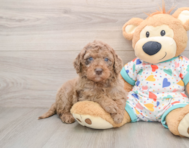 8 week old Mini Goldendoodle Puppy For Sale - Premier Pups