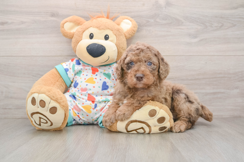 Mini Goldendoodle Pup Being Cute