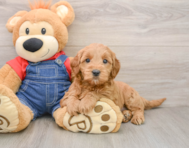 6 week old Mini Goldendoodle Puppy For Sale - Premier Pups