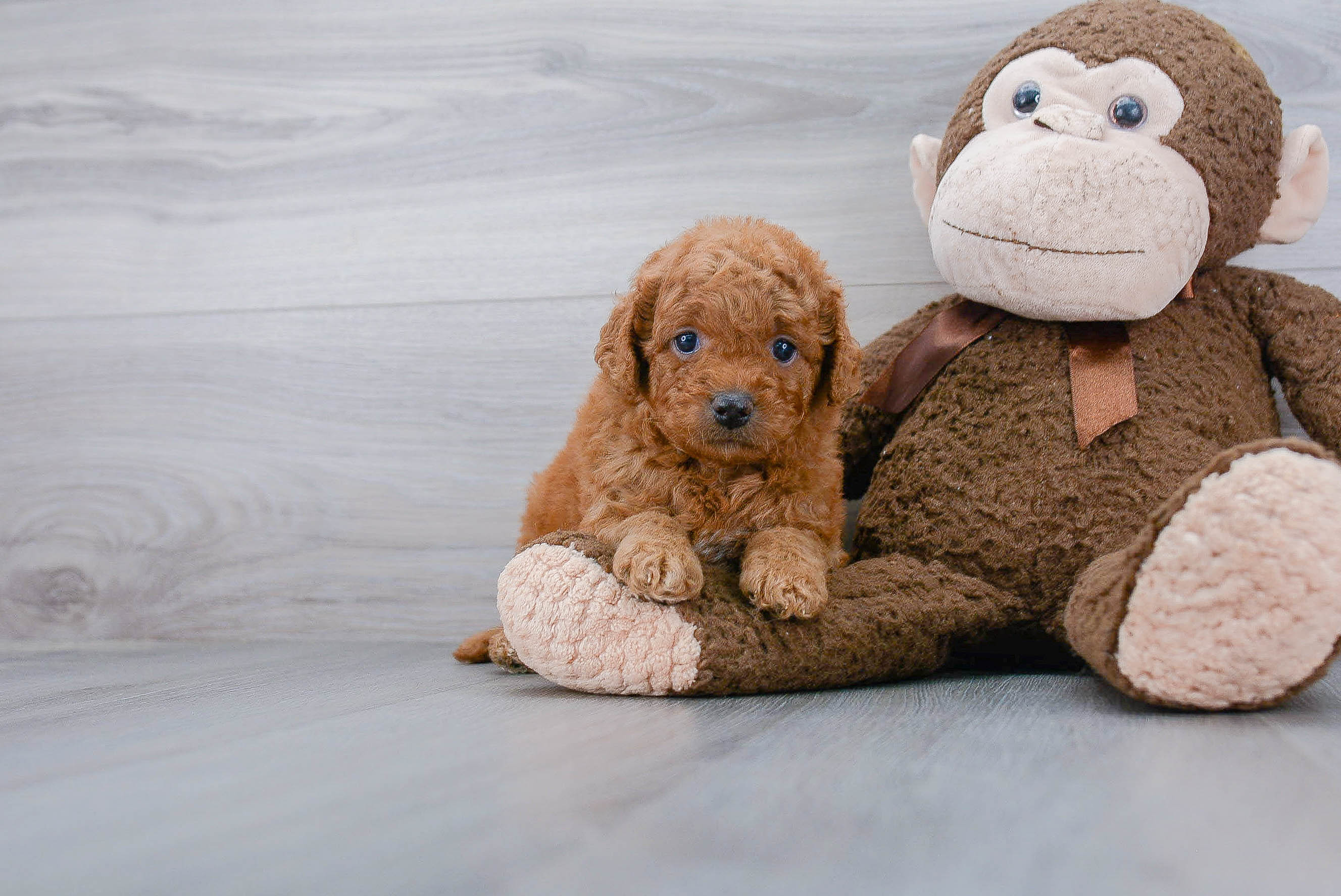 Best Mini Goldendoodle Baby