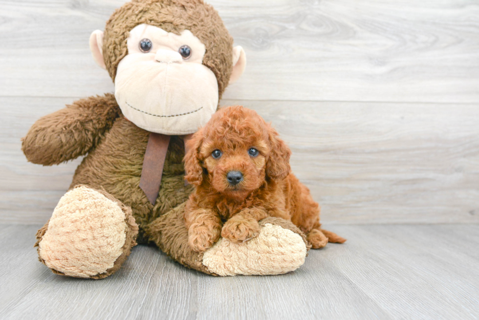Best Mini Goldendoodle Baby