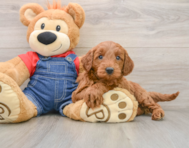 5 week old Mini Goldendoodle Puppy For Sale - Premier Pups