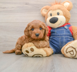 7 week old Mini Goldendoodle Puppy For Sale - Premier Pups