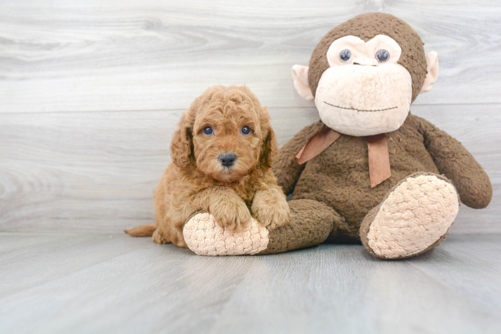 Mini Goldendoodle Pup Being Cute
