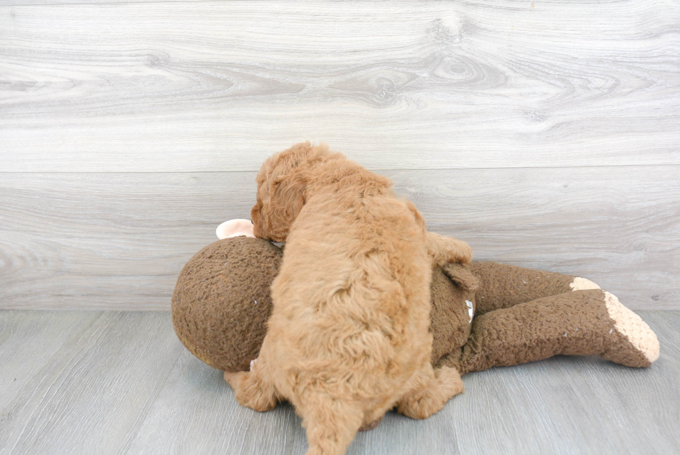 Happy Mini Goldendoodle Baby
