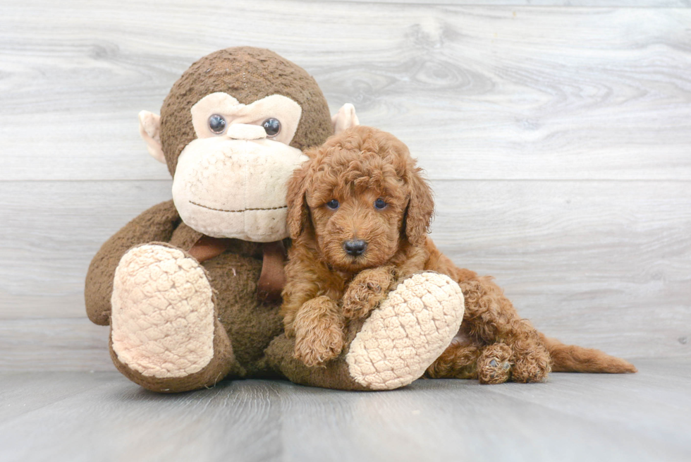 Mini Goldendoodle Pup Being Cute