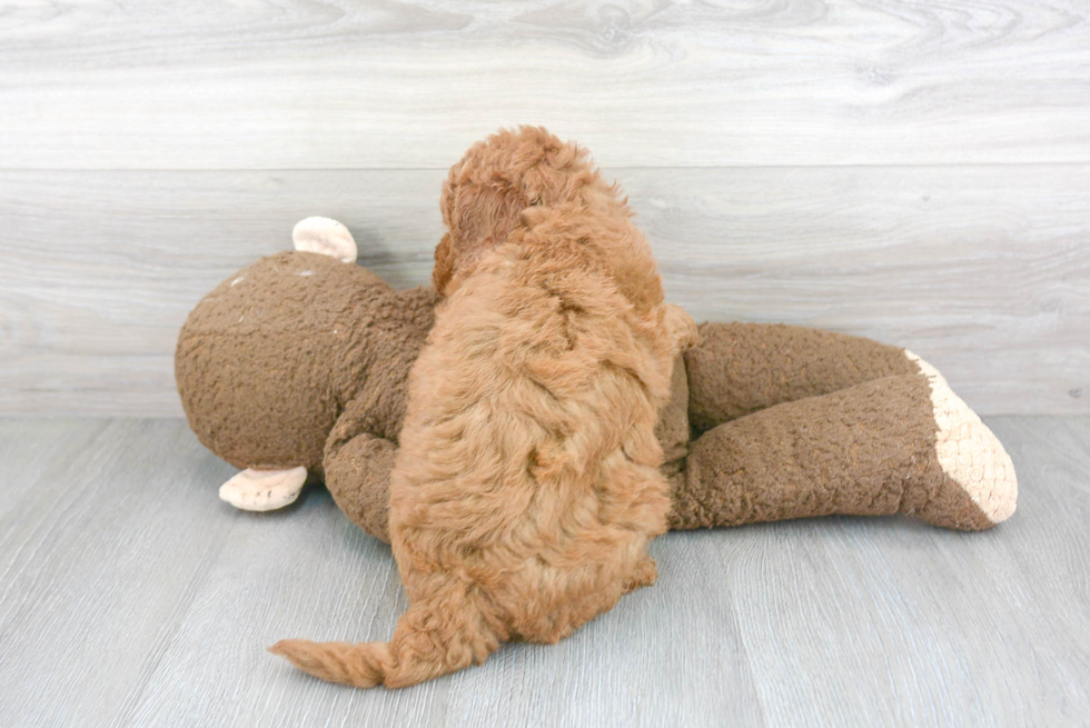 Mini Goldendoodle Puppy for Adoption