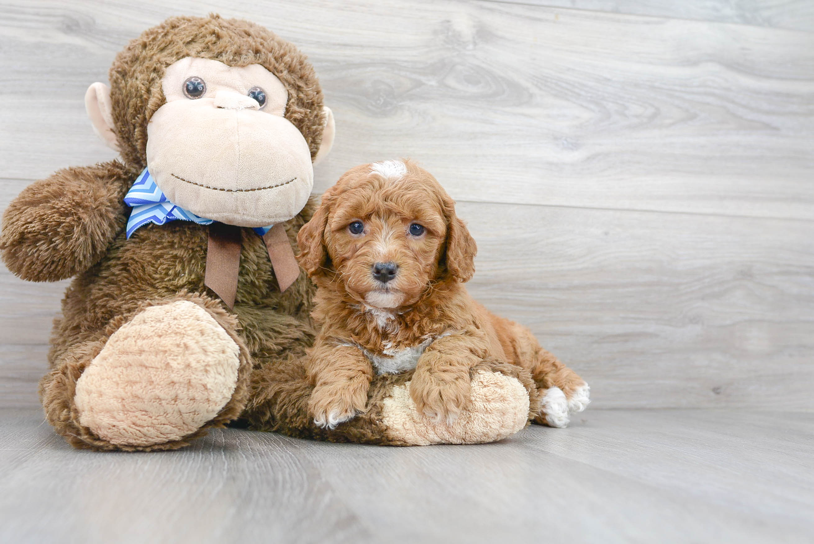 Cute Mini Goldendoodle Baby