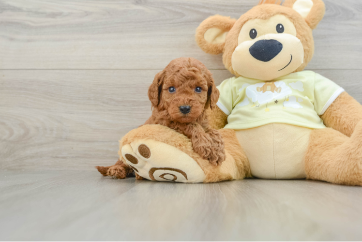 Happy Mini Goldendoodle Baby