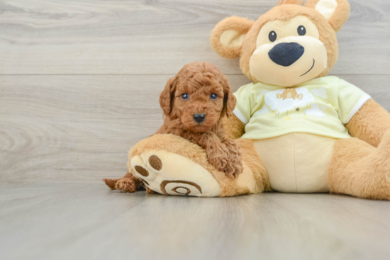 Happy Mini Goldendoodle Baby