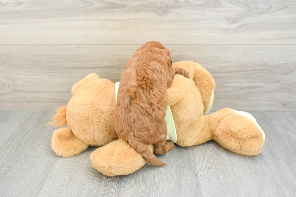 Mini Goldendoodle Puppy for Adoption