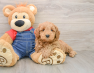 6 week old Mini Goldendoodle Puppy For Sale - Premier Pups