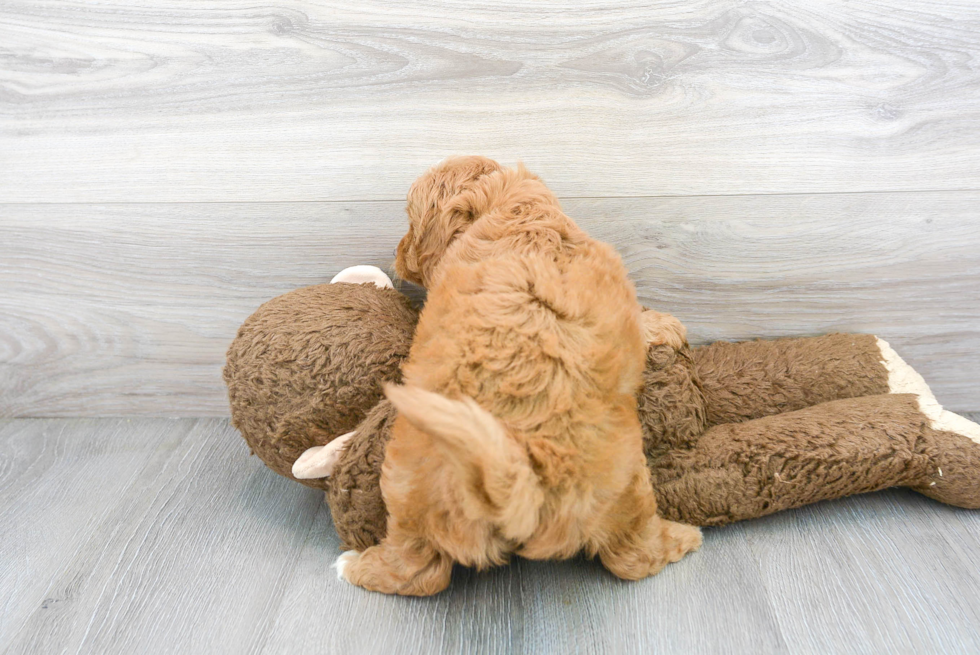 Little Golden Retriever Poodle Mix Puppy