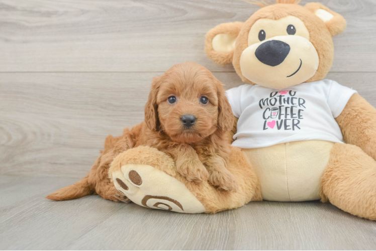 Best Mini Goldendoodle Baby