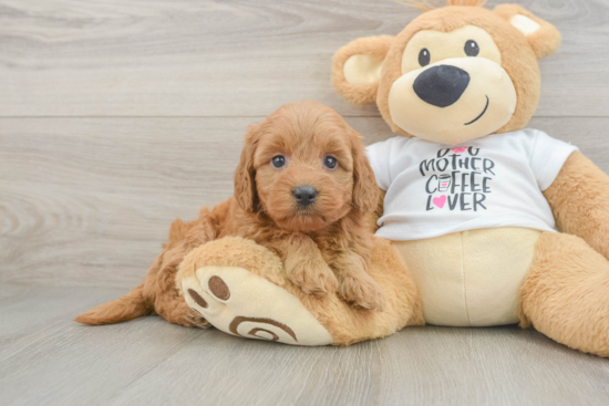 Best Mini Goldendoodle Baby