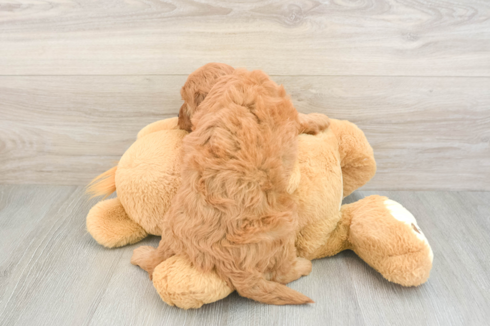 Mini Goldendoodle Puppy for Adoption