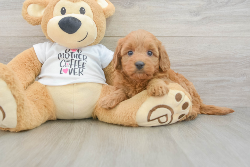 Funny Mini Goldendoodle Poodle Mix Pup