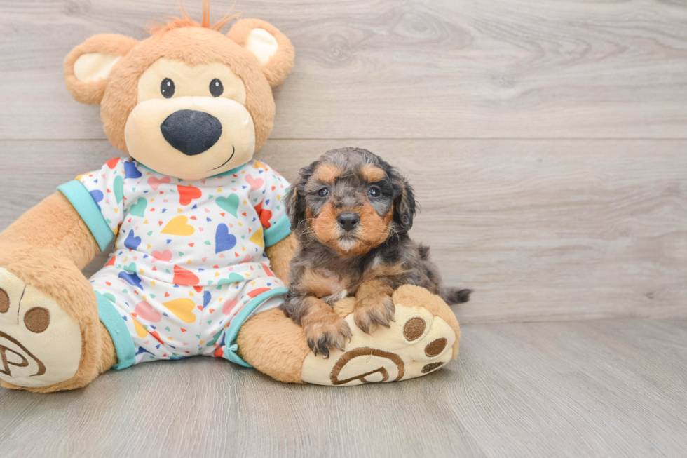 Smart Mini Goldendoodle Poodle Mix Pup