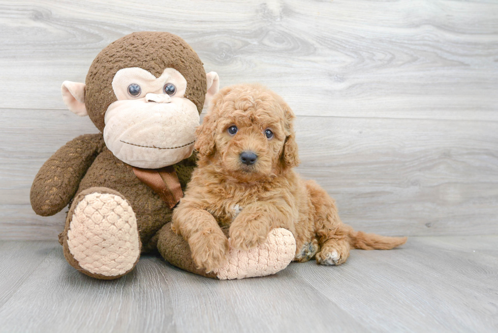 Happy Mini Goldendoodle Baby