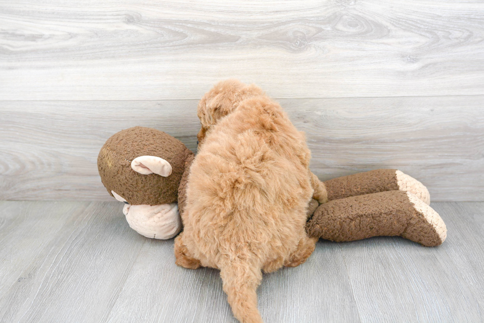 Sweet Mini Goldendoodle Baby
