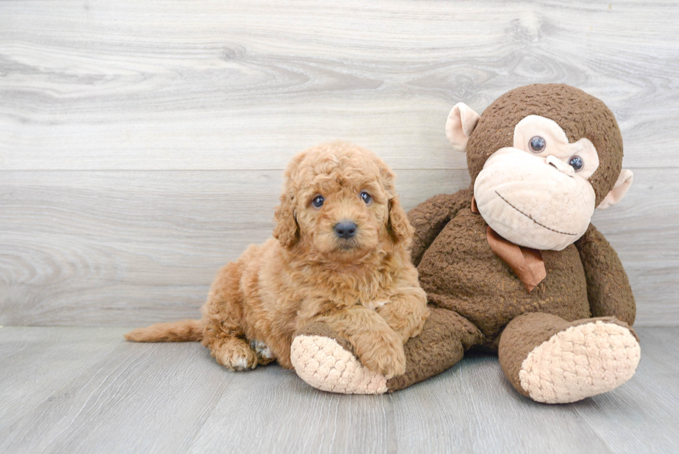 Happy Mini Goldendoodle Baby