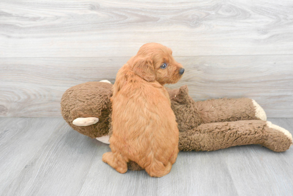Mini Goldendoodle Pup Being Cute