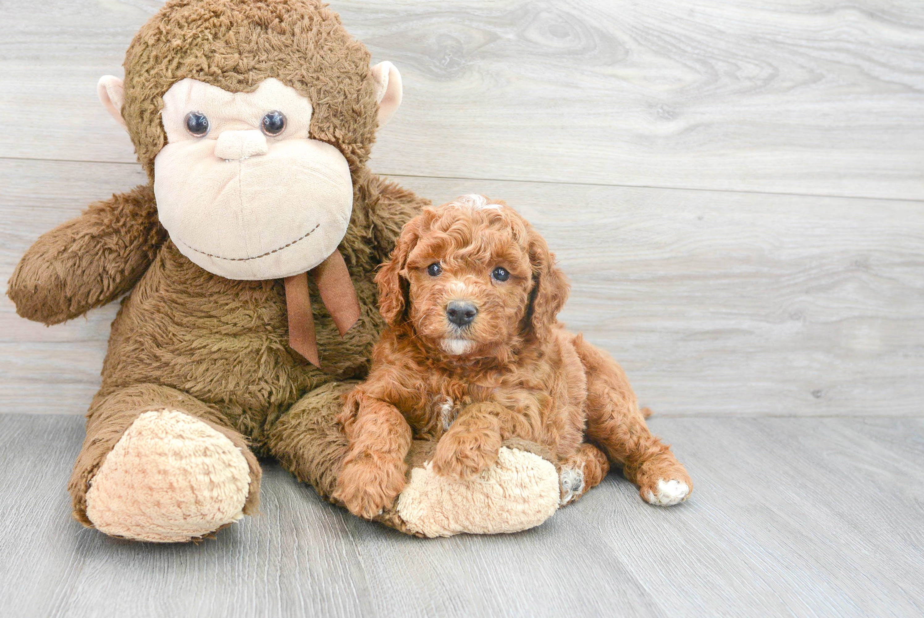Smart Mini Goldendoodle Poodle Mix Pup