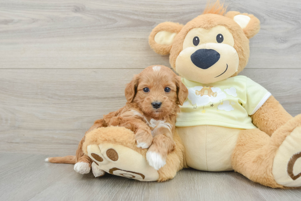 Best Mini Goldendoodle Baby