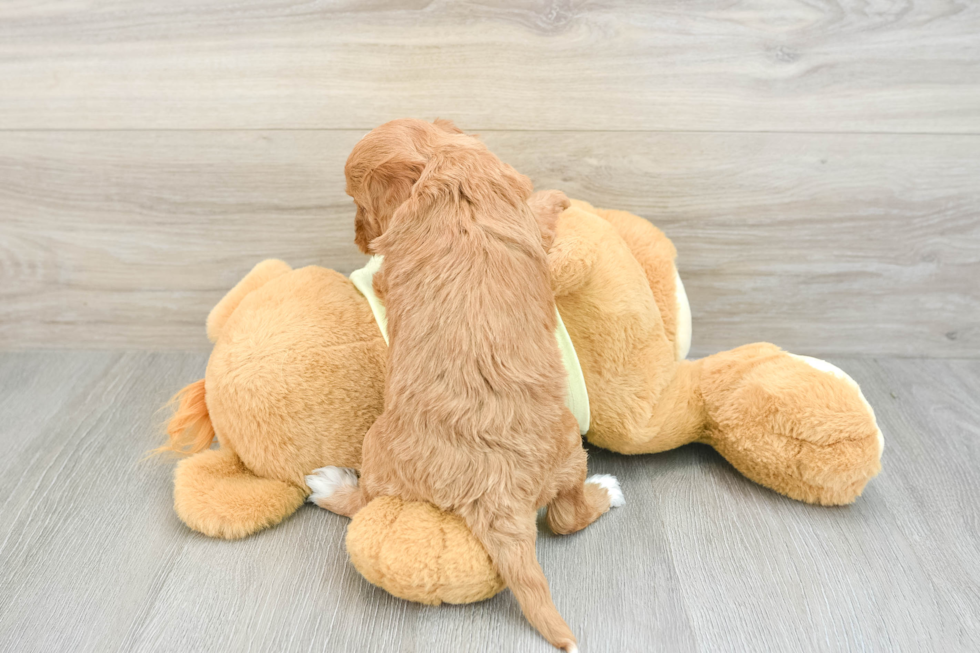 Petite Mini Goldendoodle Poodle Mix Pup