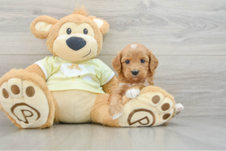 Small Mini Goldendoodle Baby