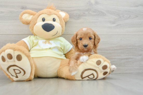 Small Mini Goldendoodle Baby