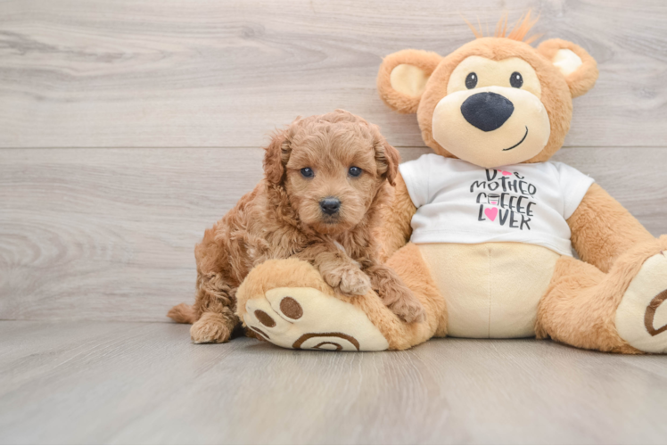 Mini Goldendoodle Pup Being Cute