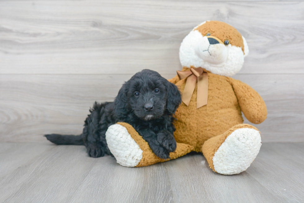 Mini Goldendoodle Puppy for Adoption