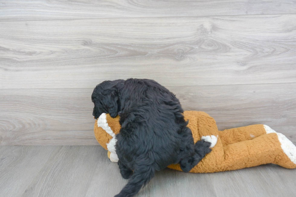 Sweet Mini Goldendoodle Baby