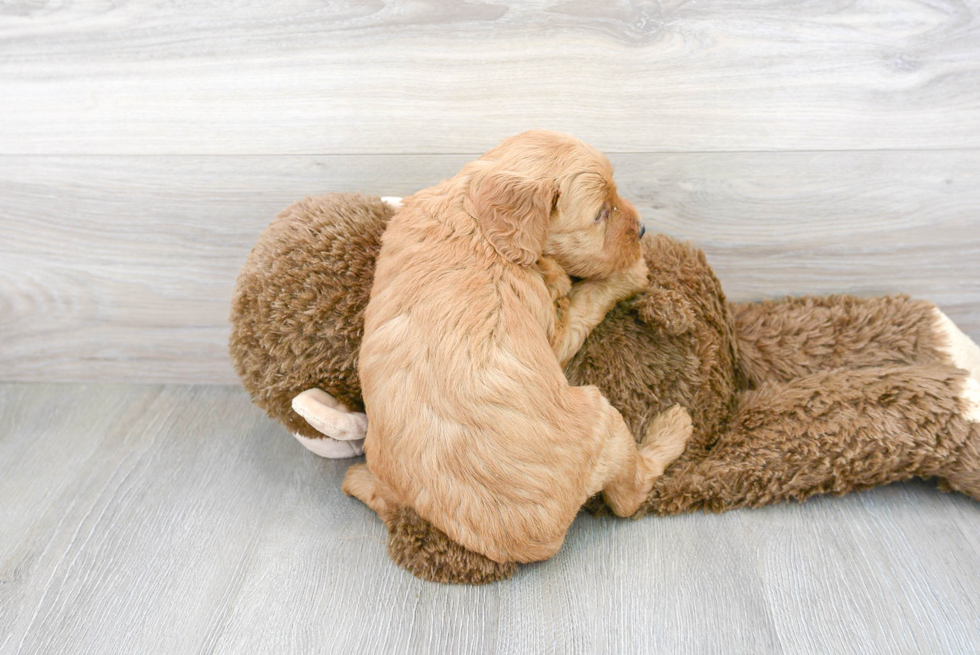 Best Mini Goldendoodle Baby
