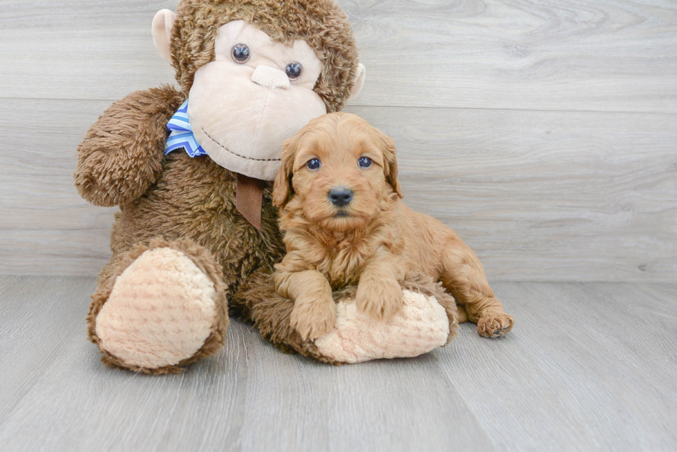Best Mini Goldendoodle Baby