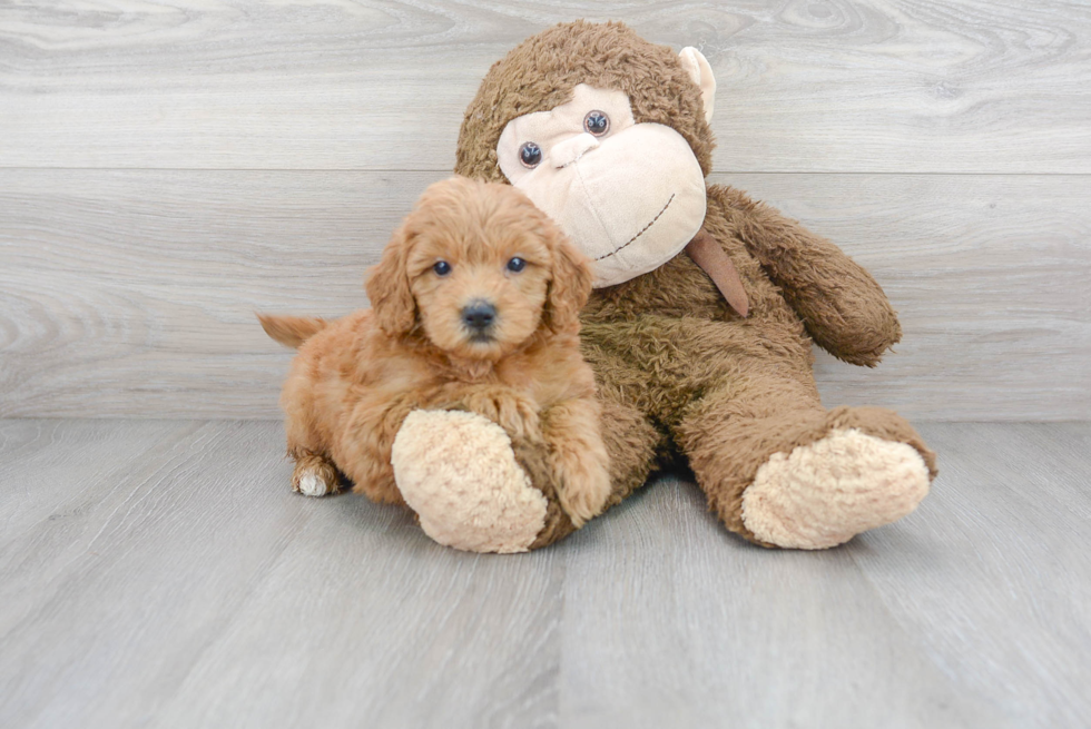 Adorable Golden Retriever Poodle Mix Puppy