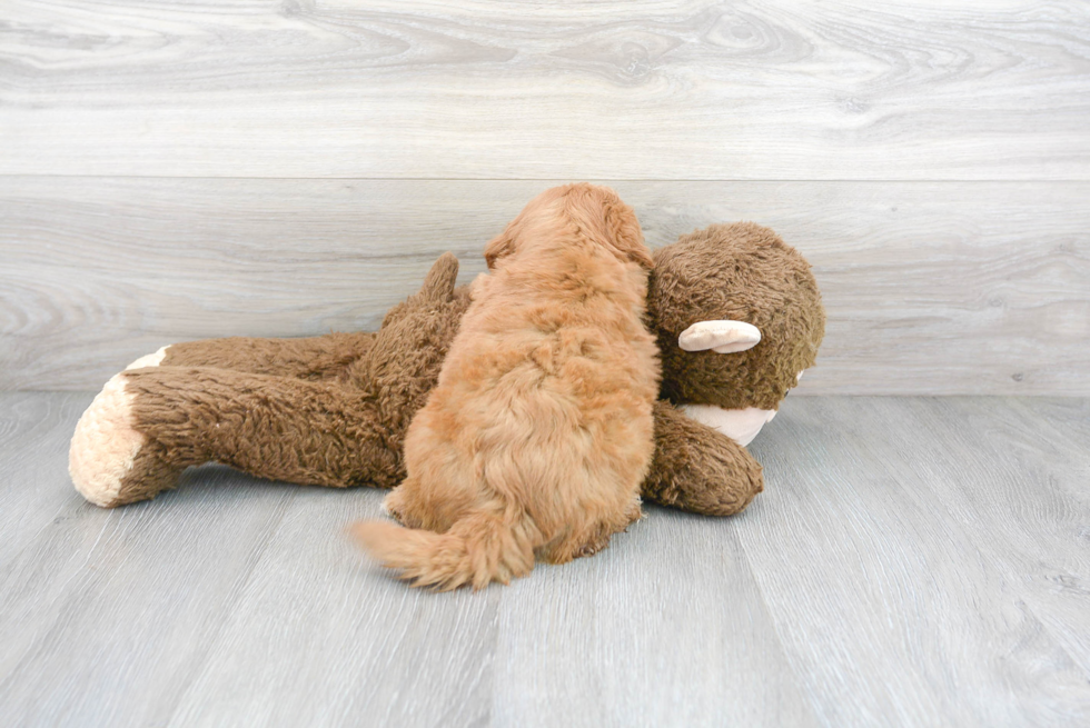 Mini Goldendoodle Pup Being Cute